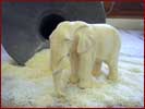 Elefant