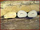 Tagua-N�sse halbiert.