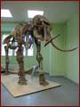 Mammut-Skelett Mutter